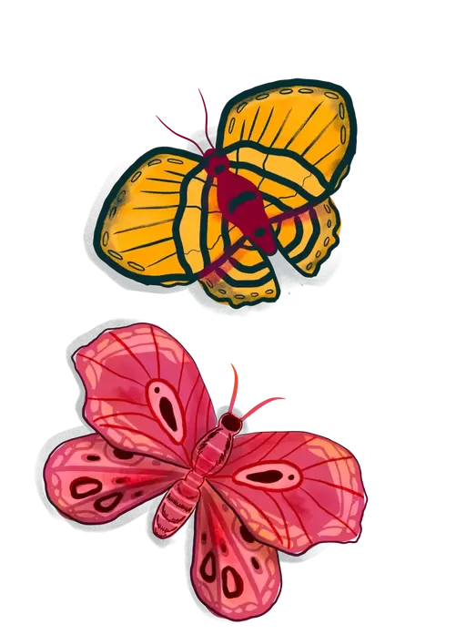 Desenho de borboletas
